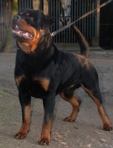 Herodes2